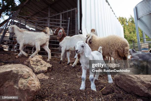 bode infantil na fazenda. - mamífero ungulado - fotografias e filmes do acervo