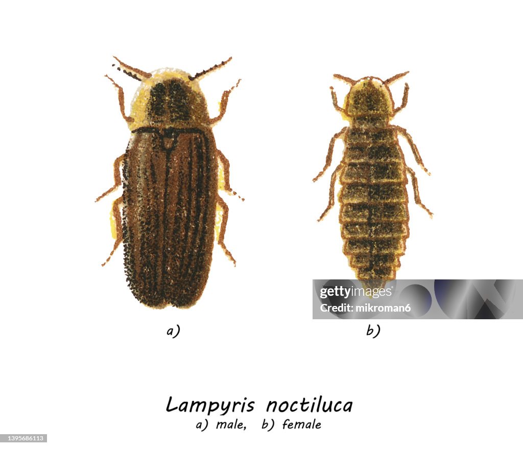 Old chromolithograph of Entomology, Glow worm (Lampyris noctiluca)