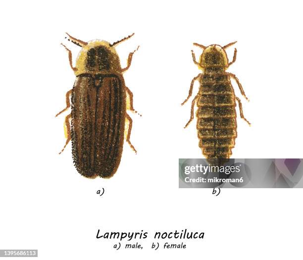 old chromolithograph of entomology, glow worm (lampyris noctiluca) - lampyris noctiluca stock pictures, royalty-free photos & images