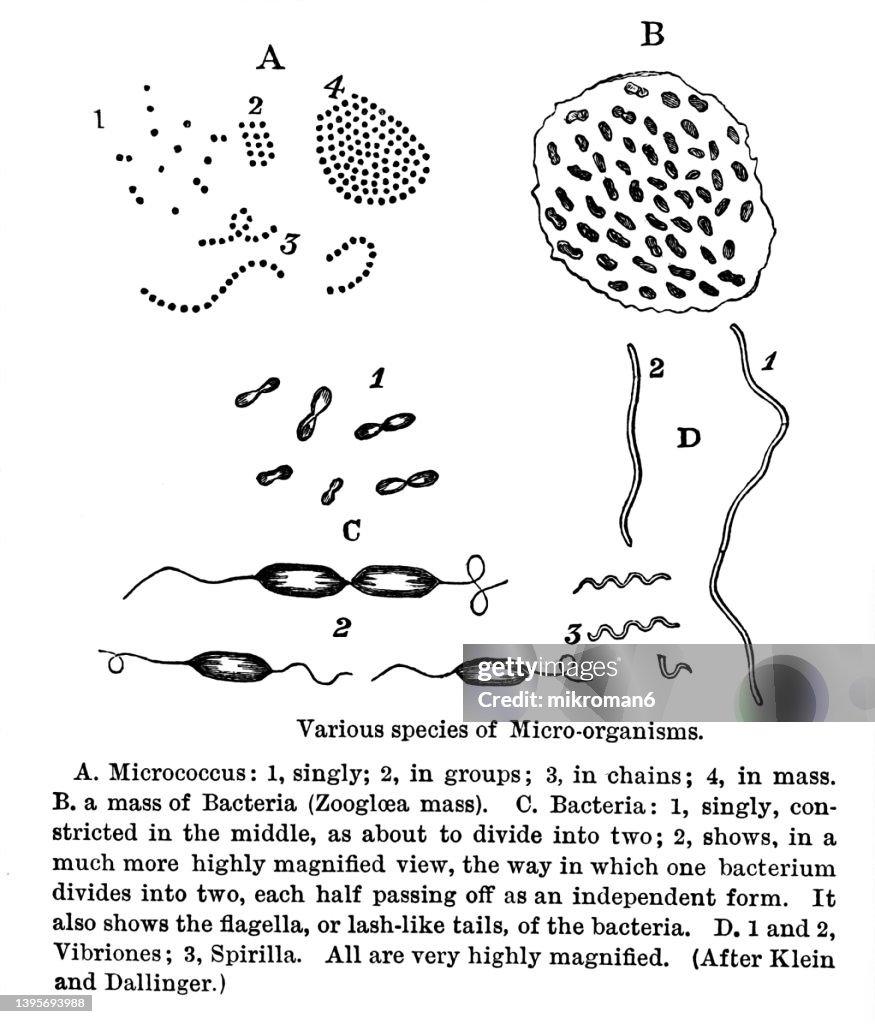 Old engraved illustration of various species of micro-organisms