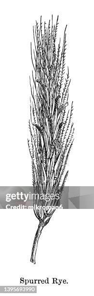 old engraved illustration of ergot fungus (claviceps purpurea) - claviceps purpurea stock pictures, royalty-free photos & images
