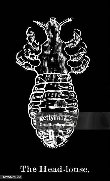 old engraved illustration of insect, head louse (pediculus humanus capitis) - pediculosis capitis stock pictures, royalty-free photos & images