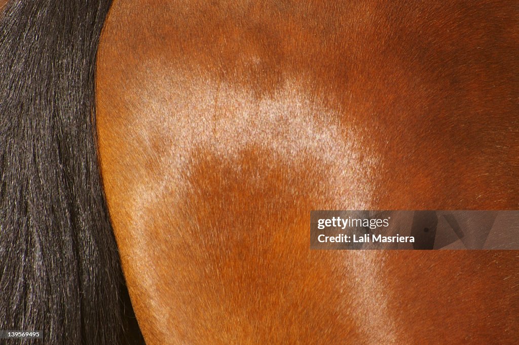 Horse textures