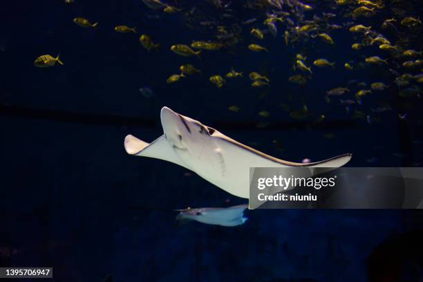 close-up of manta ray swimming.stingray. - ray fish stock pictures, royalty-free photos & images