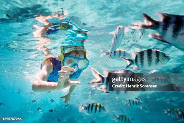 young girl snorkling in the ocean - schnorchel stock-fotos und bilder