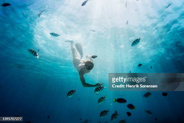 woman snorkling in the ocean - pez tropical fotografías e imágenes de stock