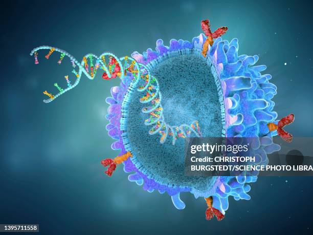 illustrazioni stock, clip art, cartoni animati e icone di tendenza di car t cell with implanted gene strain, illustration - sistema linfatico