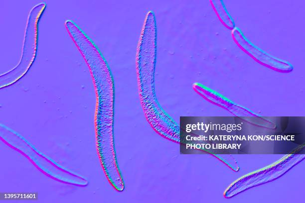 fusobacterium, illustration - upper respiratory stock illustrations