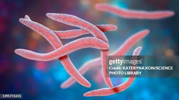 fusobacterium, illustration - upper respiratory stock illustrations