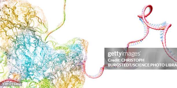 ribosome, illustration - messenger ribonucleinsäure stock-fotos und bilder