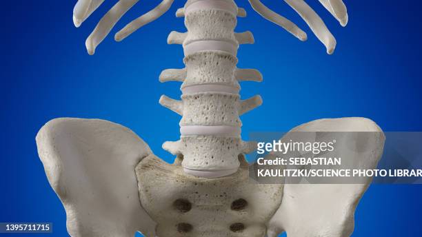 1,395 Lumbar Spine Anatomy Photos and Premium High Res Pictures - Getty  Images