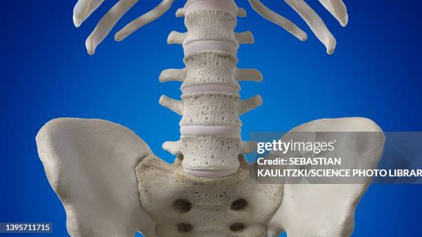 1,395 Lumbar Spine Anatomy Photos and Premium High Res Pictures - Getty Images 1,395 Lumbar Spine Anatomy Photos and Premium High Res Pictures - Getty Images
