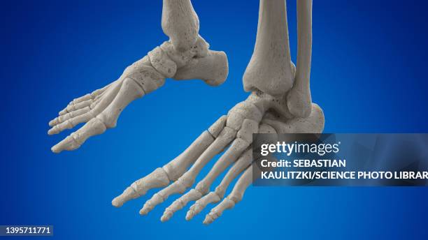 foot bones, illustration - ankle anatomy stock illustrations