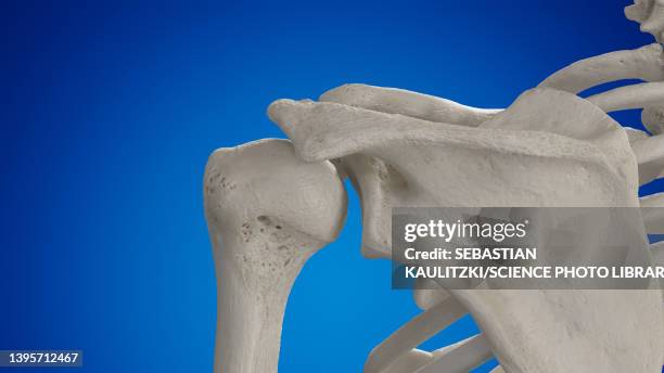 shoulder joint, illustration - clavicle stock illustrations