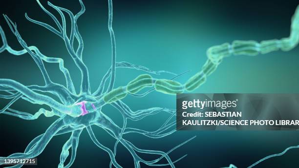 human nerve cell, illustration - neurons brain stock illustrations