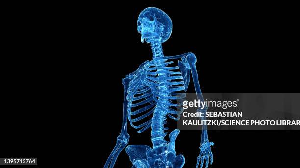 skeletal thorax, illustration - human vertebra stock illustrations