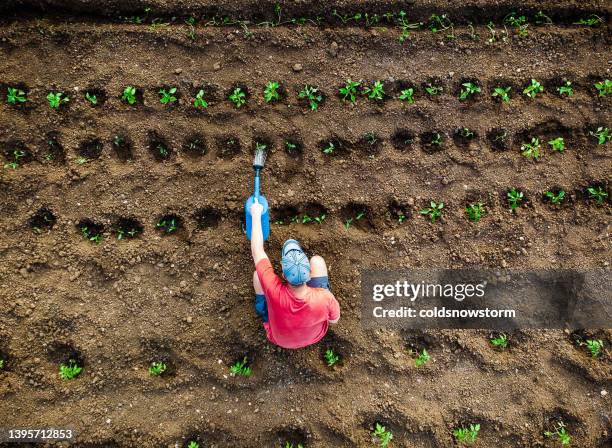 aerial view of man watering vegetable garden - tomato harvest stockfoto's en -beelden