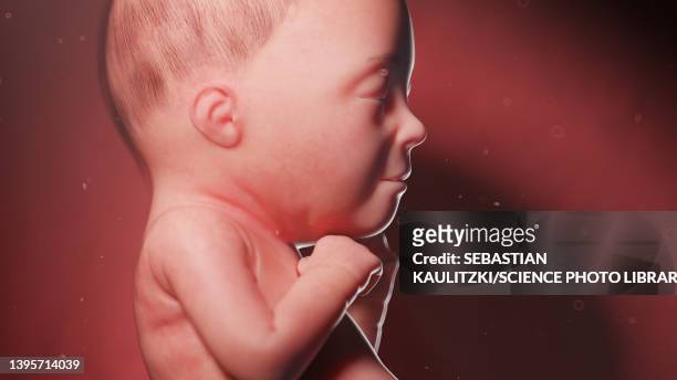 human fetus at week 26, illustration - 26 week fetus stock illustrations