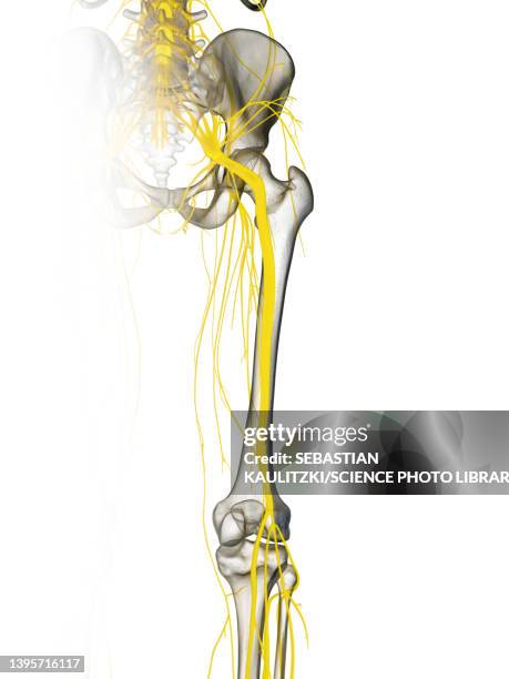 sciatic nerve, illustration - sciatic stock illustrations