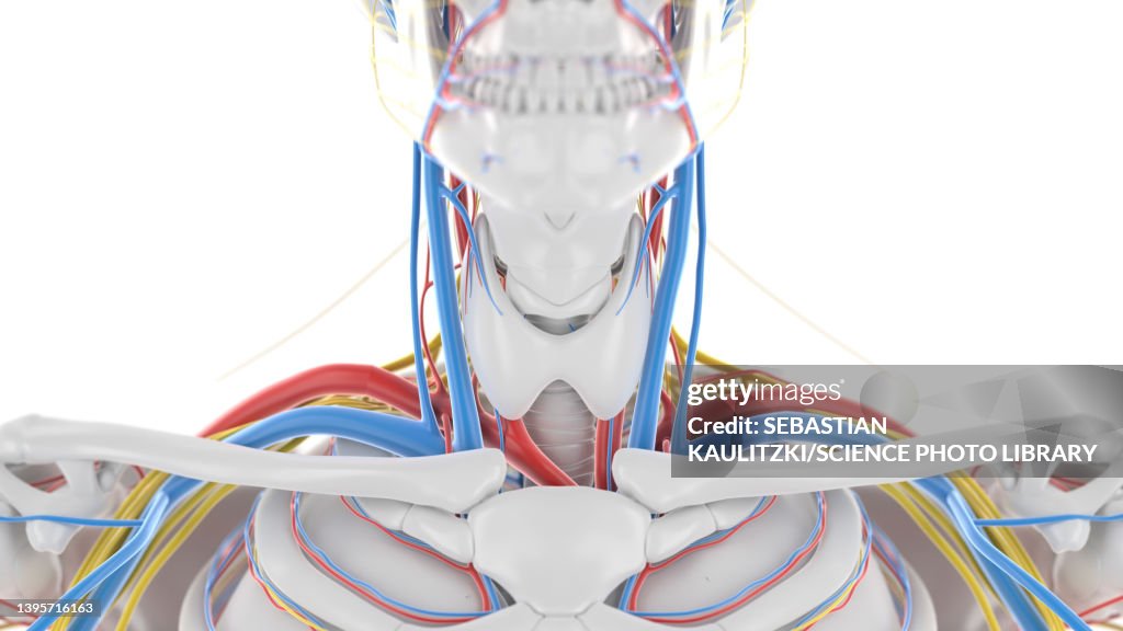 Neck Anatomy Illustration High Biology Diagrams