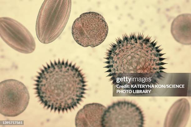 pollen grains, illustration - pollen stock illustrations