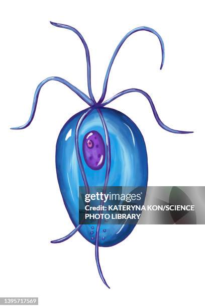 trichomonas vaginalis parasite, illustration - geschlechtskrankheit stock-grafiken, -clipart, -cartoons und -symbole