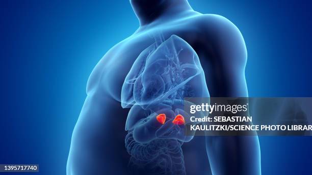 obese man's adrenal glands, illustration - adrenal gland stock illustrations