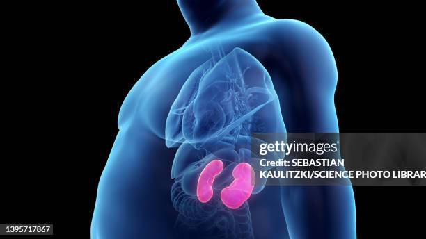 obese man's kidneys, illustration - obesity concept stock illustrations