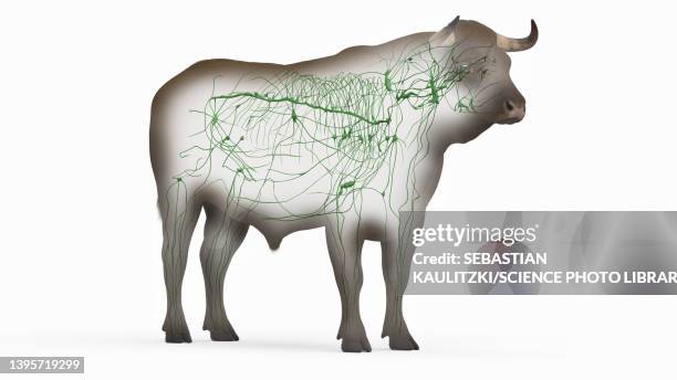 cattle lymphatic system, illustration - lymphatic system animal stock-grafiken, -clipart, -cartoons und -symbole