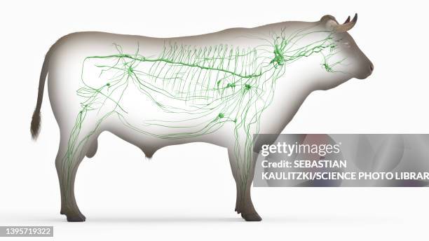 cattle lymphatic system, illustration - lymphatic system animal stock-grafiken, -clipart, -cartoons und -symbole