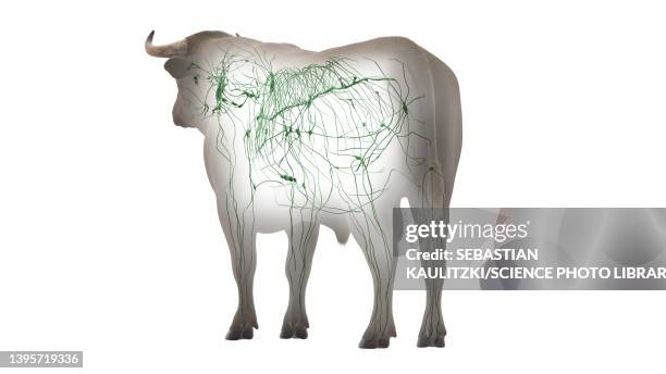 cattle lymphatic system, illustration - lymphatic system animal stock-grafiken, -clipart, -cartoons und -symbole