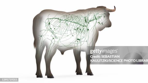 cattle lymphatic system, illustration - lymphatic system animal stock-grafiken, -clipart, -cartoons und -symbole