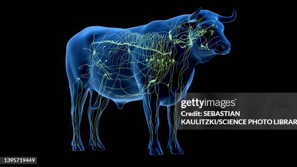cattle lymphatic system, illustration - lymphatic system animal stock-grafiken, -clipart, -cartoons und -symbole
