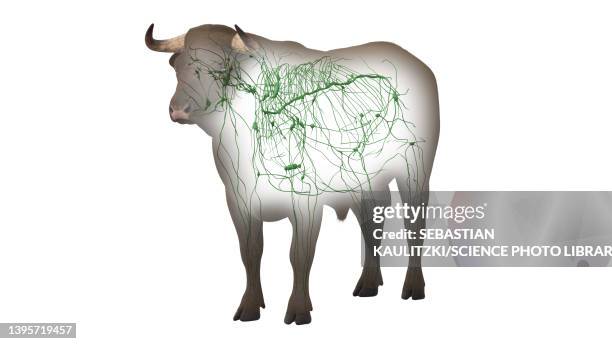 cattle lymphatic system, illustration - lymphatic system animal stock-grafiken, -clipart, -cartoons und -symbole