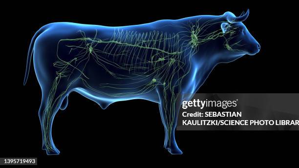 cattle lymphatic system, illustration - lymphatic system animal stock-grafiken, -clipart, -cartoons und -symbole
