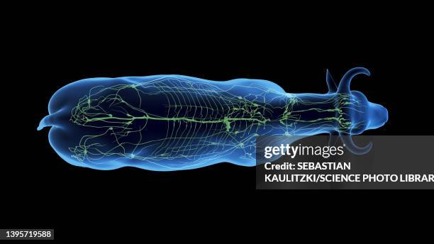 cattle lymphatic system, illustration - lymphatic system animal stock-grafiken, -clipart, -cartoons und -symbole