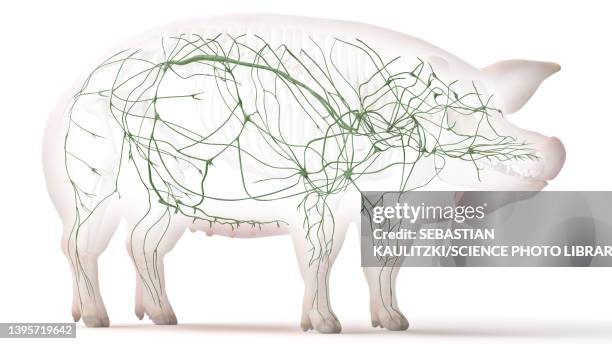 pig lymphatic system, illustration - lymphatic system animal stock-grafiken, -clipart, -cartoons und -symbole
