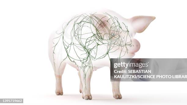 pig lymphatic system, illustration - lymphatic system animal stock-grafiken, -clipart, -cartoons und -symbole