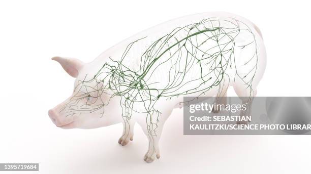 pig lymphatic system, illustration - lymphatic system animal stock-grafiken, -clipart, -cartoons und -symbole