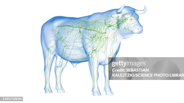 cattle lymphatic system, illustration - lymphatic system animal stock-grafiken, -clipart, -cartoons und -symbole