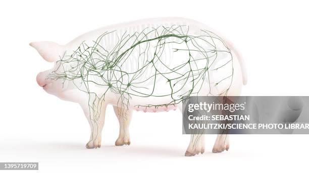 pig lymphatic system, illustration - lymphatic system animal stock-grafiken, -clipart, -cartoons und -symbole
