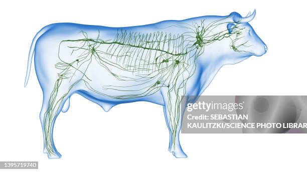 cattle lymphatic system, illustration - lymphatic system animal stock-grafiken, -clipart, -cartoons und -symbole