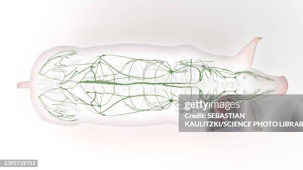 pig lymphatic system, illustration - lymphatic system animal stock-grafiken, -clipart, -cartoons und -symbole