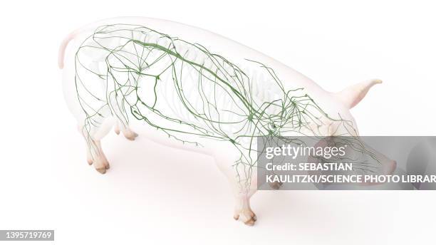 pig lymphatic system, illustration - lymphatic system animal stock-grafiken, -clipart, -cartoons und -symbole