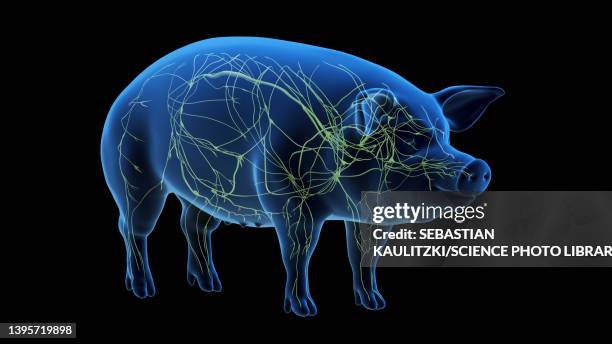 pig lymphatic system, illustration - lymphatic system animal stock-grafiken, -clipart, -cartoons und -symbole