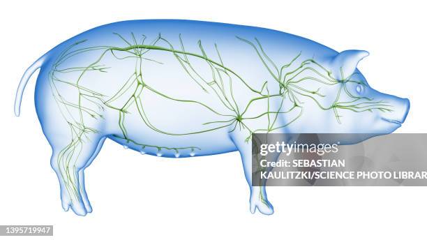 pig lymphatic system, illustration - lymphatic system animal stock-grafiken, -clipart, -cartoons und -symbole
