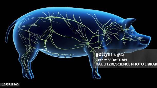 pig lymphatic system, illustration - lymphatic system animal stock-grafiken, -clipart, -cartoons und -symbole