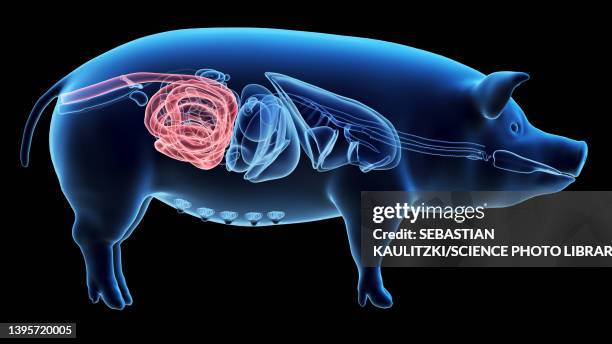 pig colon, illustration - pig intestines stock illustrations