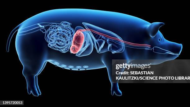 Animal Digesting Pig Digestive System Diagram