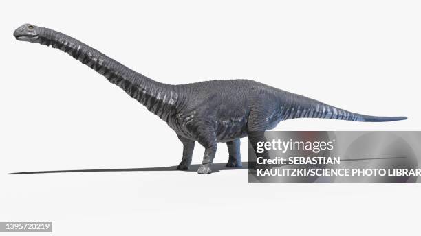 argentinosaurus, illustration - argentinosaurus stock illustrations